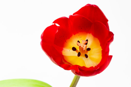 A bright blooming flower of red tulip on a white background.