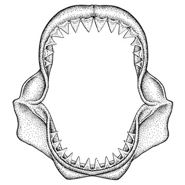 Illustration of Great White Shark Jaws
