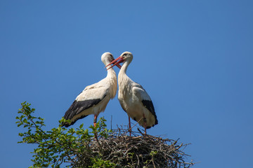 Weißstorchenpaar 16