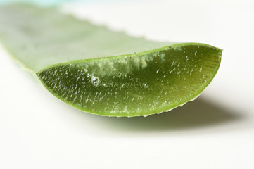 Fototapeta na wymiar leaves of medicinal plant aloe vera