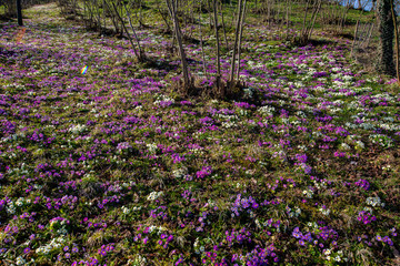 Obraz premium Messengers of spring violets