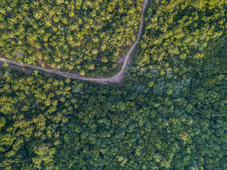 Wald auf der Insel Karimunjawa in Indonesien