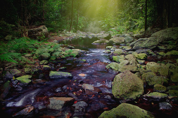 Сalm tropical creek with cleanest pristine water flows among mossy rocks in rainforest. Image....