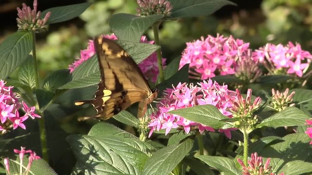 Yellow swallowtail butterfly feeding on pink flowers. Slow motion recording originally shot at 60fps, slowed down to 25 fps.