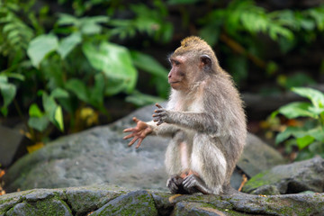 Little monkey clapping his hands sitting on a rock in the jungle.