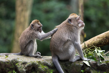 Fototapeta premium A small monkey cleans the fur with the hands of a large macaque sitting on a stone in the jungle.