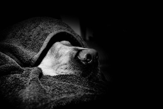 Retrato de un perro descansando en blanco y negro