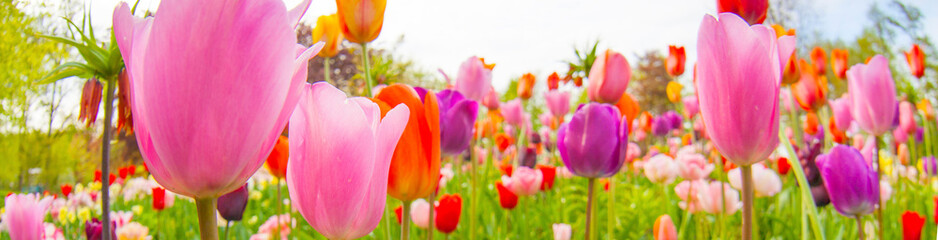 colorful tulips. tulips in spring,colourful tulip