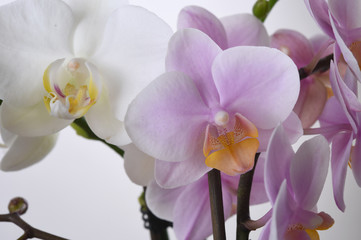 Naklejka na ściany i meble orchid on a white background
