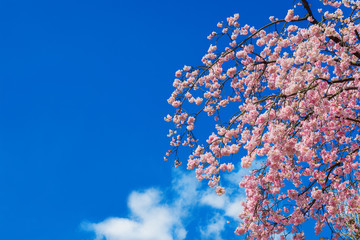 Spring in Japan. The famous cherry tree pink blossom against azure sky (with copy space)
