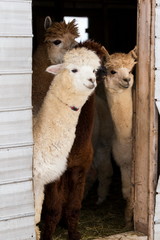 Obraz premium Vertical shot of four cute cream or brown alpacas standing peeking curiously from the open door of their barn, Pont-Rouge, Quebec, Canada
