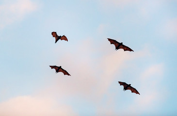 The small flying fox, island flying fox or variable flying fox (Pteropus hypomelanus), fruit bat ....