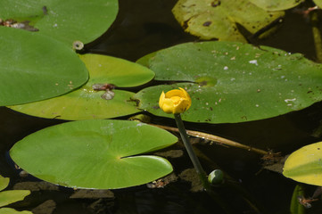 water lily in floes