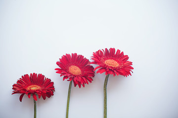 three red gerberas on light gray background