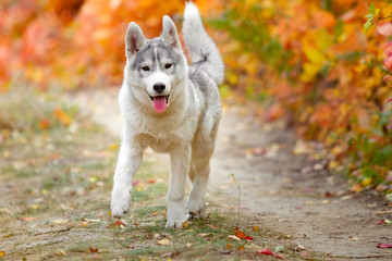 Portrait of cute and happy dog breed Siberian husky with tonque hanging out running in the bright yellow autumn forest. Cute grey and white husky dog in the golden fall forest
