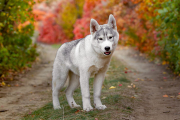 Portrait of cute and happy dog breed Siberian husky with tonque hanging out running in the bright yellow autumn forest. Cute grey and white husky dog in the golden fall forest