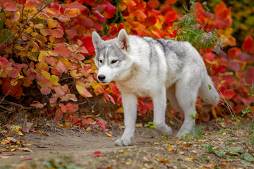 Portrait of cute and happy dog breed Siberian husky with tonque hanging out running in the bright yellow autumn forest. Cute grey and white husky dog in the golden fall forest