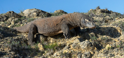 The Komodo dragon. Scientific name: Varanus komodoensis. Indonesia.
