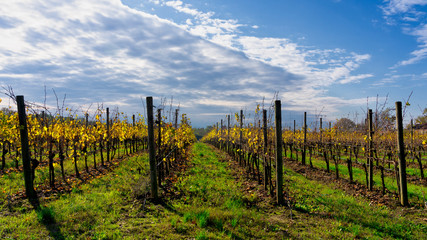 Fototapeta na wymiar Vineyards of San Colombano, Italy