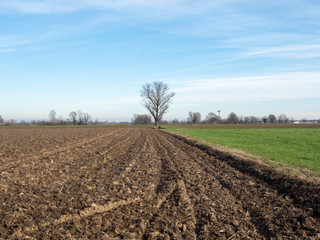 Rural landscape near Lodi, italy