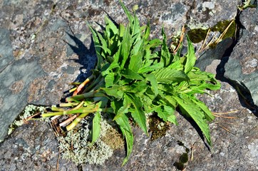 In the southern Urals, this herb is called kislyanka. It is collected in may and June in the highlands, brought home, added to salads, baked in pies, gladly eaten raw.