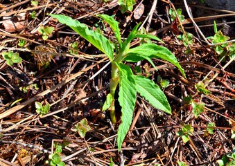 In the southern Urals, this herb is called kislyanka. It is collected in may and June in the highlands, brought home, added to salads, baked in pies, gladly eaten raw.