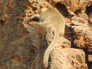 wild monkey macaque sitting on the mountain on an island in Thailand