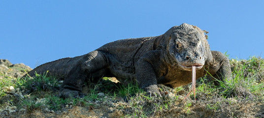 Komodo dragon  with the  forked tongue sniff air. Close up. The Komodo dragon, scientific name: Varanus komodoensis. Indonesia.