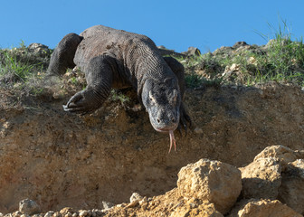 Fototapeta premium Komodo dragon with the forked tongue sniff air. Close up. The Komodo dragon, scientific name: Varanus komodoensis. Indonesia.