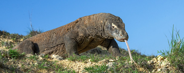 Komodo dragon  with the  forked tongue sniff air. Close up. The Komodo dragon, scientific name:...