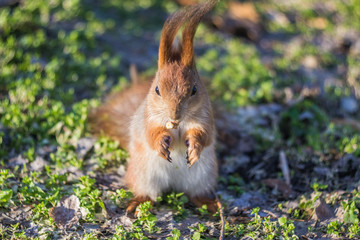 Close-up portrait young squirrel eats nut in the park.