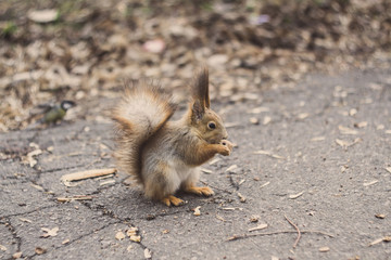 Naklejka na ściany i meble A European squirrel eats Nut in a park on a sun day.
