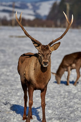 Carpathian brown deer(Cervus elaphus) in nature in winter time, Romania, Europe