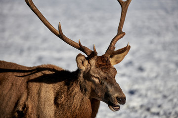Carpathian brown deer(Cervus elaphus) in nature in winter time, Romania, Europe