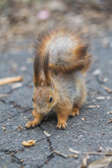 Close-up portrait young squirrel eats nut in the park.	