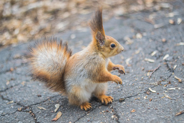 Close-up portrait young squirrel eats nut in the park.	