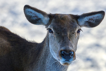 Carpathian brown deer(Cervus elaphus) in nature in winter time, Romania, Europe
