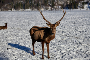 Carpathian brown deer(Cervus elaphus) in nature in winter time, Romania, Europe