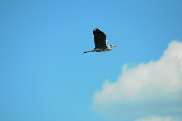 Gray heron flying in the blue sky