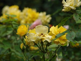 Yellow Flowers