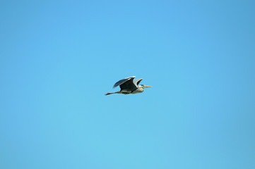 Gray heron flying in the blue sky