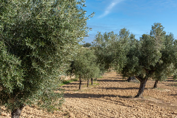 Olive trees in the field in a sunny day