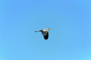 Gray heron flying in the blue sky
