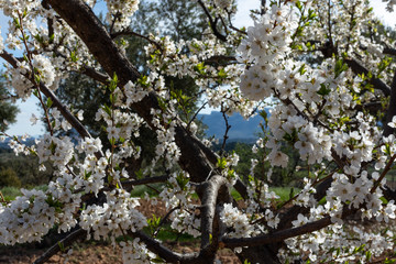 Flower blossoms of plum tree in the field