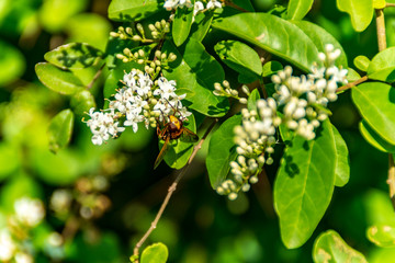 Ape sui fiori in primavera