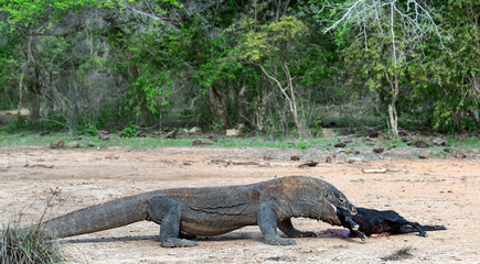 The dragon attacks. The Komodo dragon attacks the prey. The Komodo dragon, scientific name: Varanus komodoensis. Indonesia.