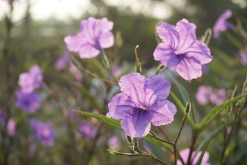 Fototapeta premium purple ruellia tuberosa flower in nature garden