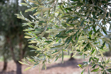 Fototapeta premium Leaves of an olive tree in the field