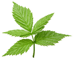 Raspberry leaf isolated