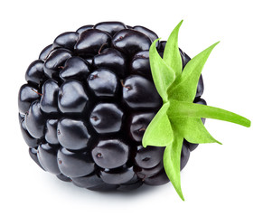 Blackberry leaf isolated